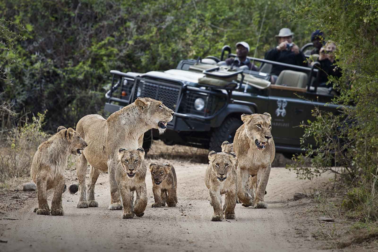sabi sands lodge 2