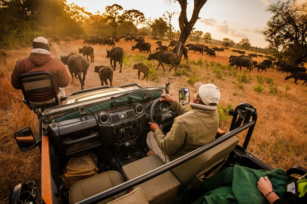 sabi sands lodge