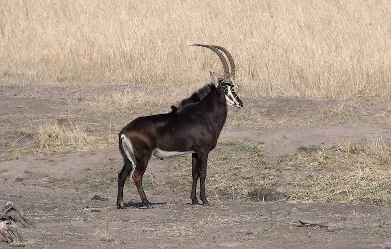 sable antelope kruger national park