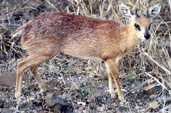 sharpes grysbok kruger national park