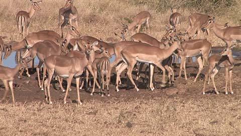 shingwedzi rest camp buck