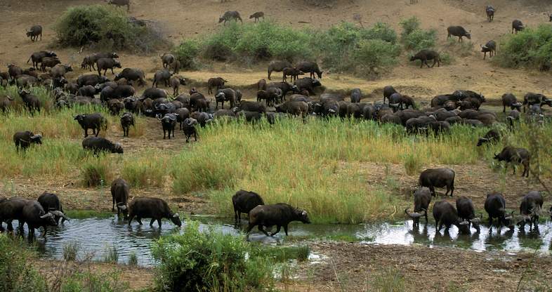 shingwedzi rest camp herd buffalo