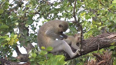 shingwedzi rest camp monkey