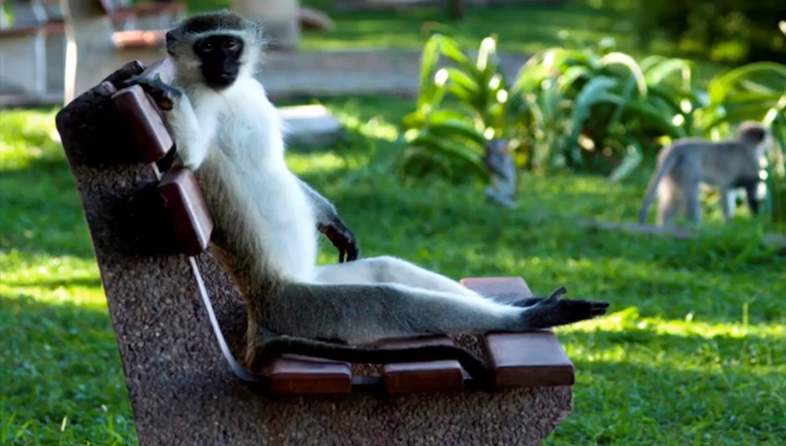 skukuza rest camp grey vervet monkey