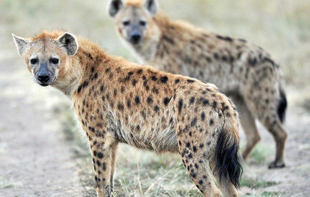 spotted hyena