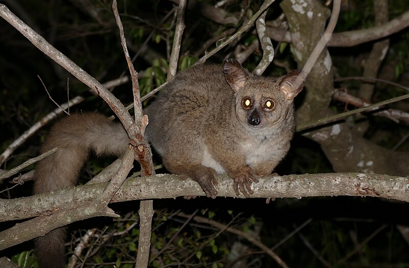 thick tailed bush baby kruger national park