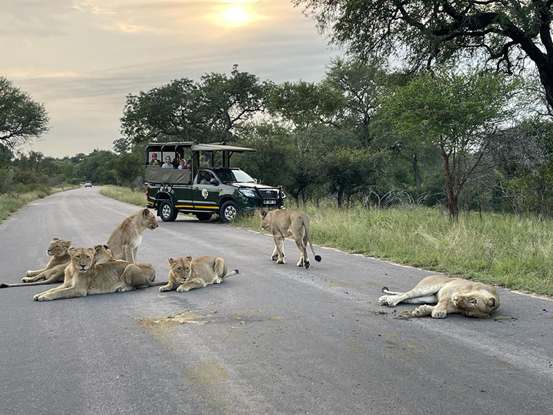 umbhaba eco lodge lions