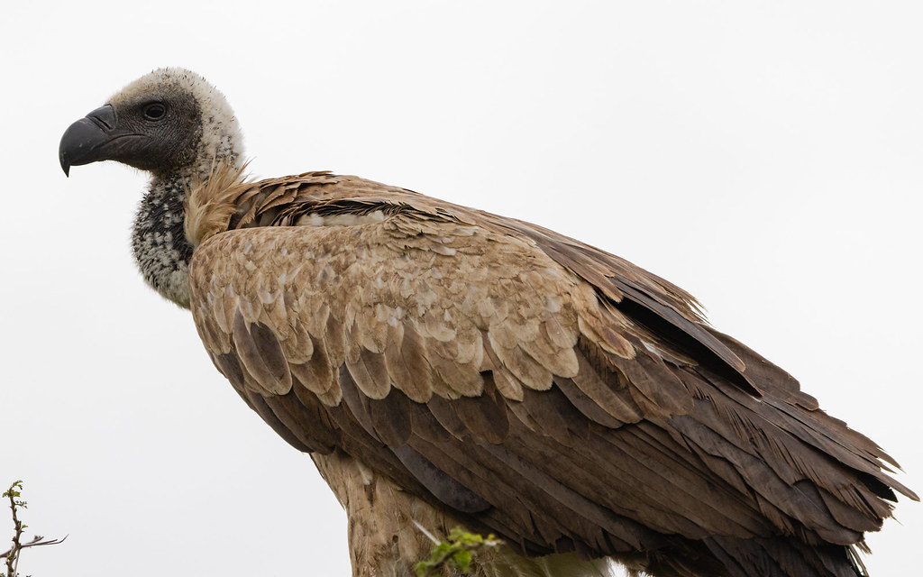 white backed vulture