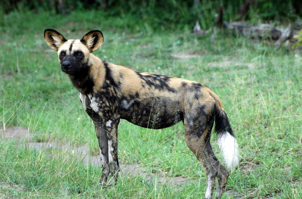 wild dog karl kruger national park