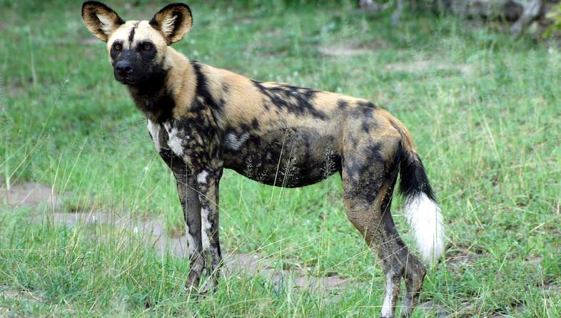 wild dog karl svendsen
