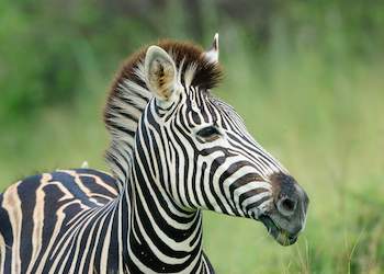 zebra shem compion 350x250