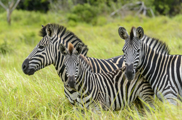zerbas kruger national park