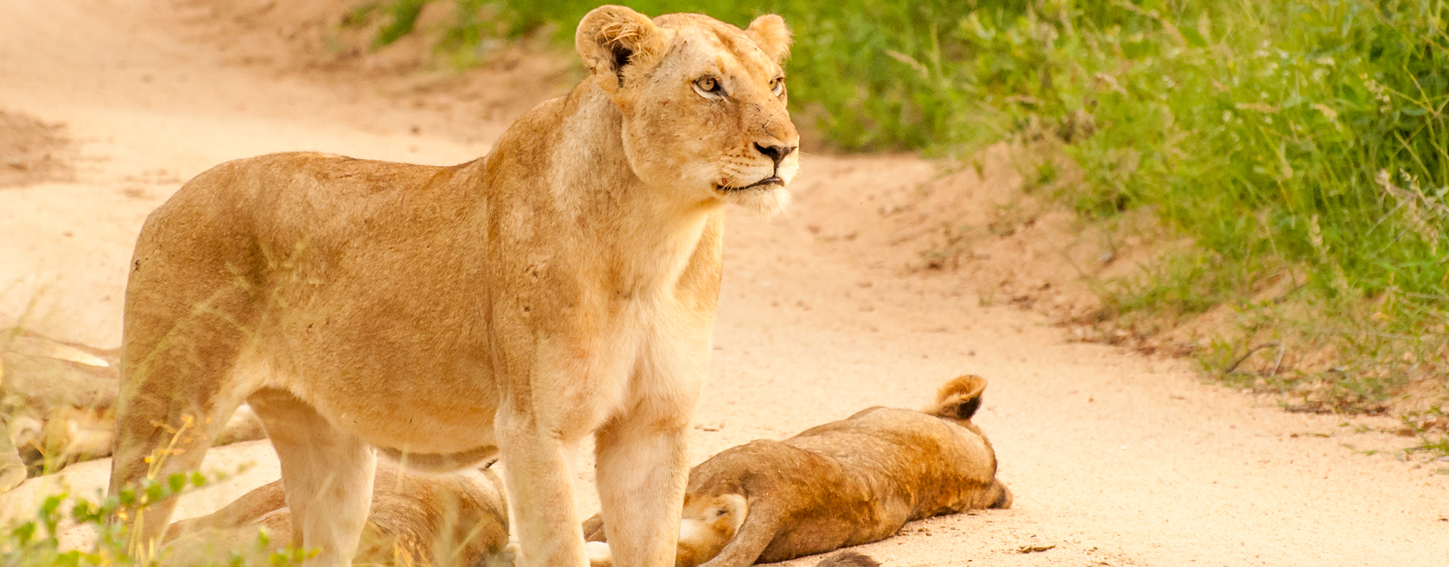 5 day kruger park sabi sands safari 10