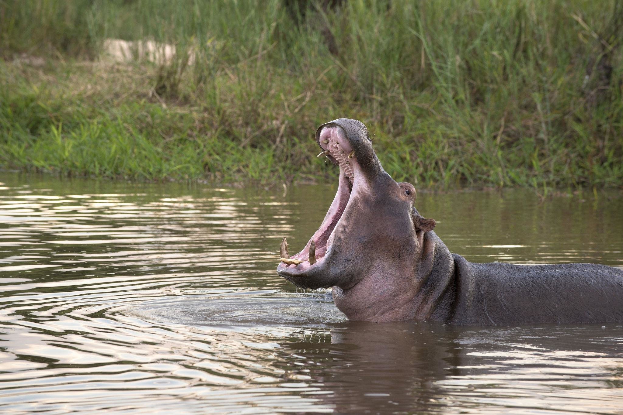 dulini river lodge wildlife hippo 01