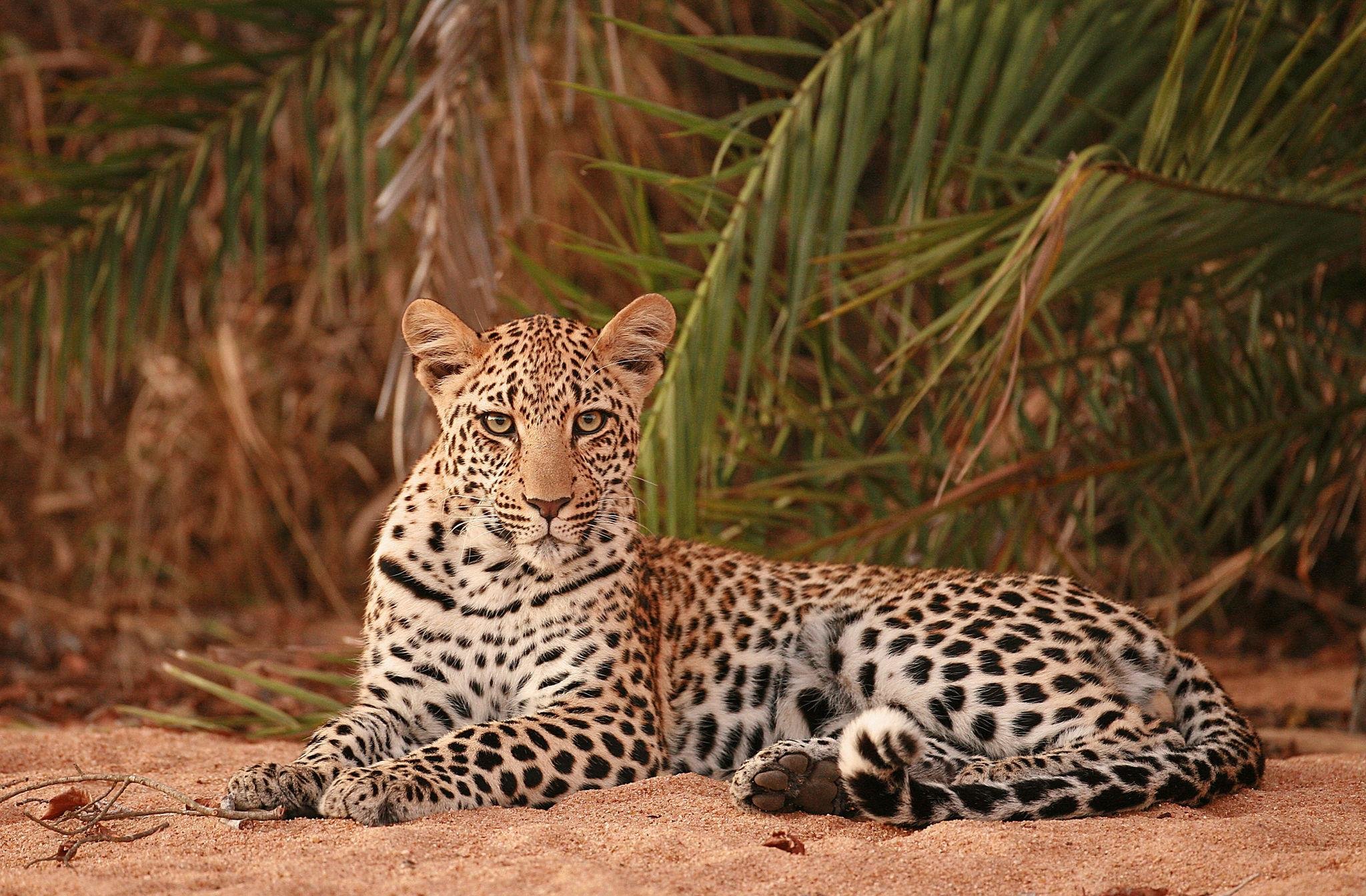 dulini river lodge wildlife leopard 01