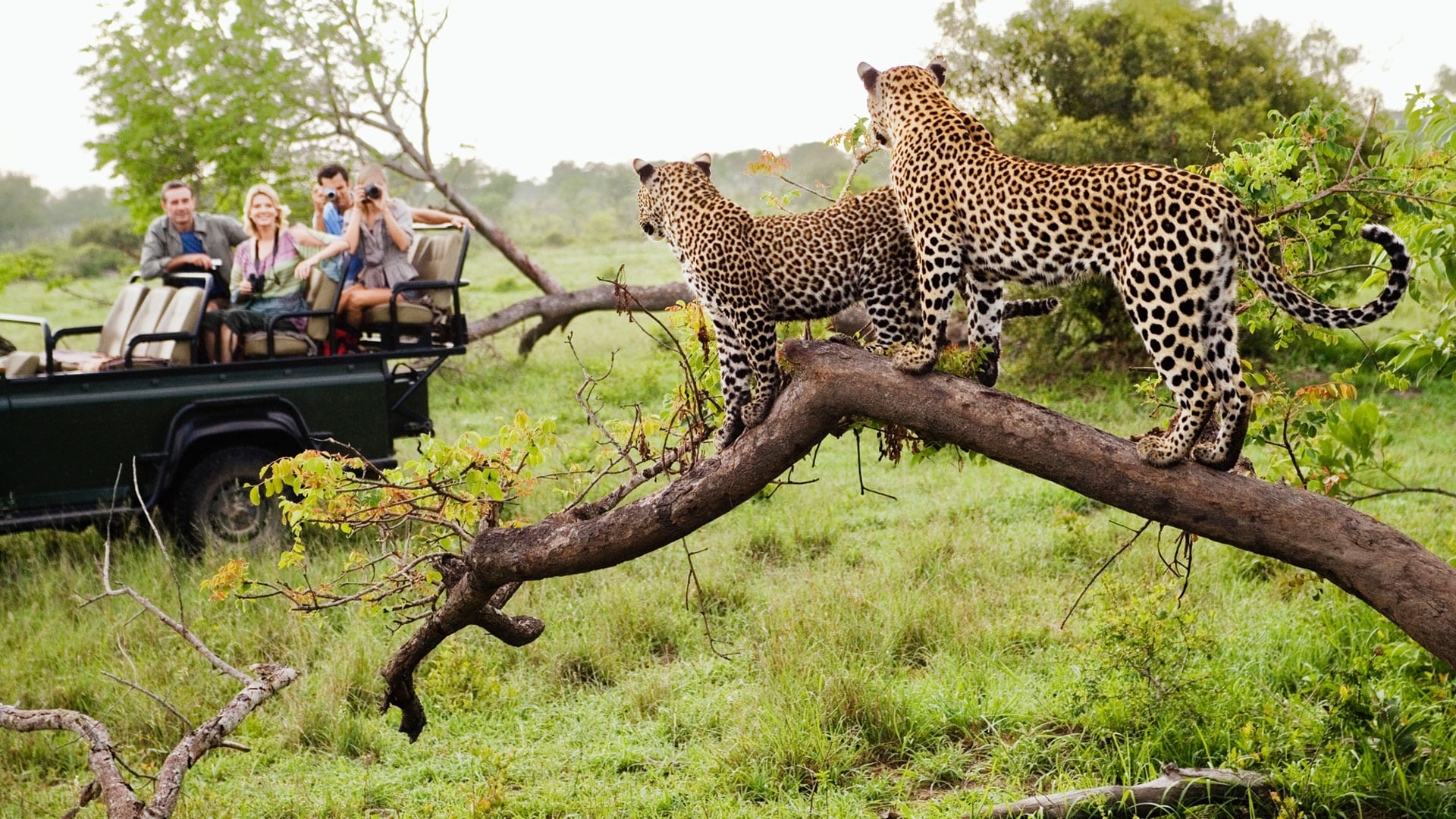 andbeyond ngala safari lodge 10