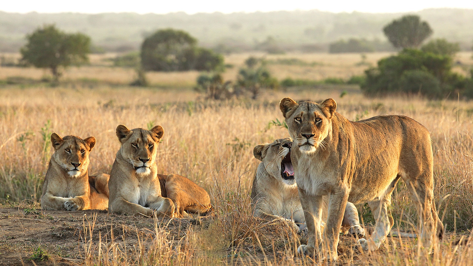 andbeyond ngala safari lodge 12