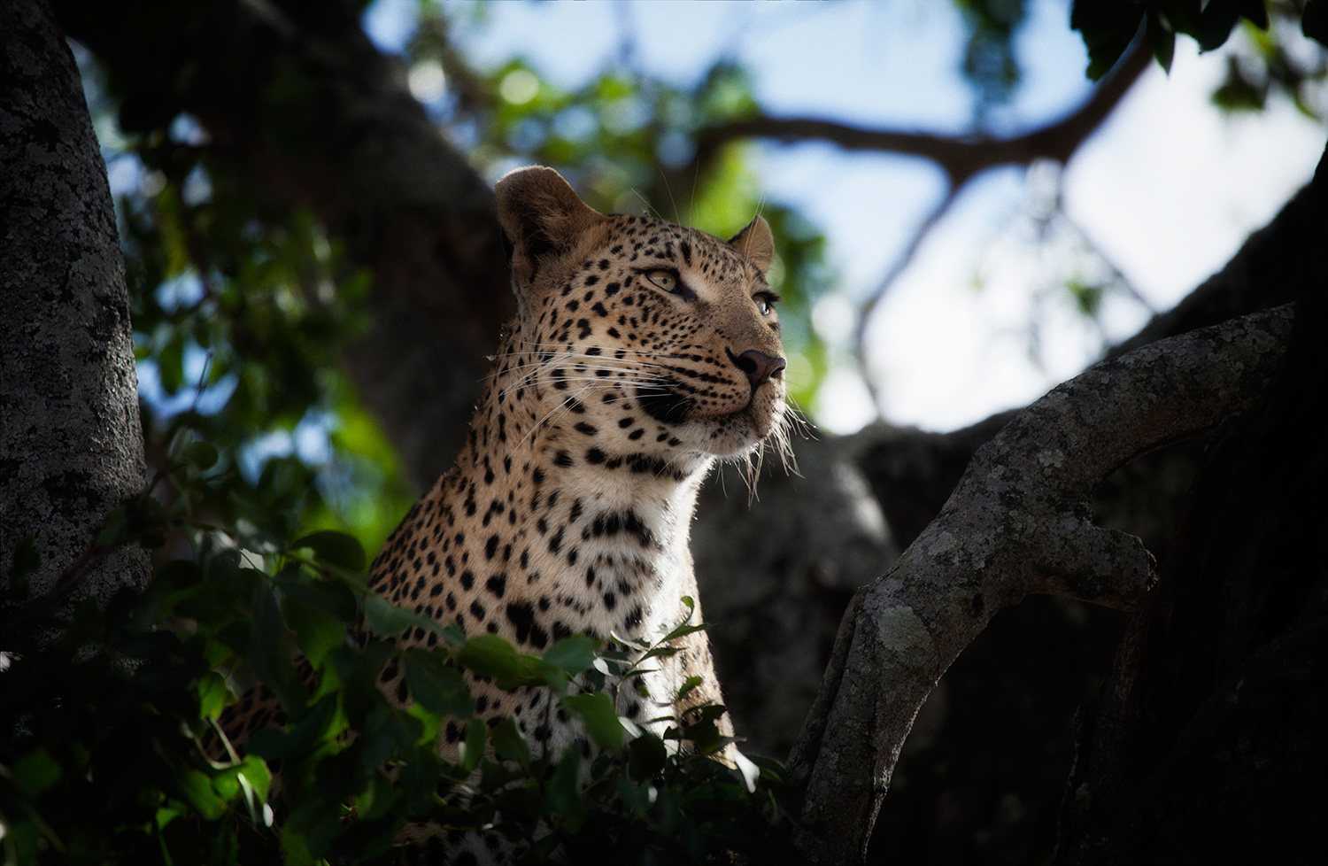 Londolozi Game Reserve Images 28