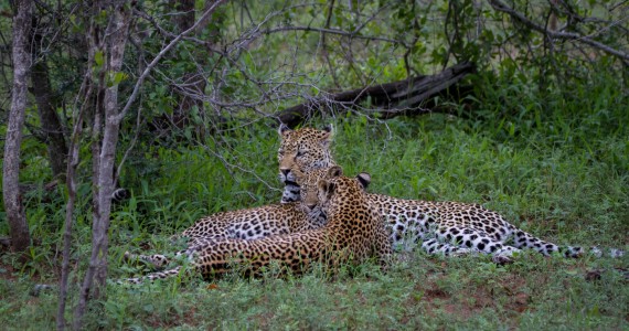 Londolozi Game Reserve Images 33