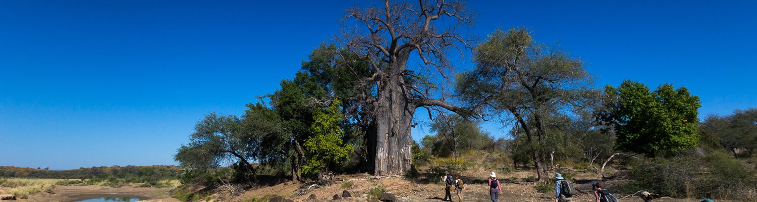 4 Day Kruger National Park Guided Walking Safari – Pafuri Walking Trail – South Africa