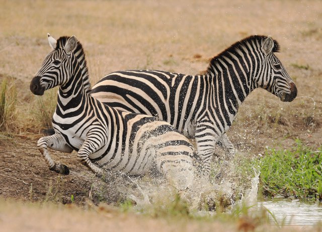 Savanna game reserve images SSL 40