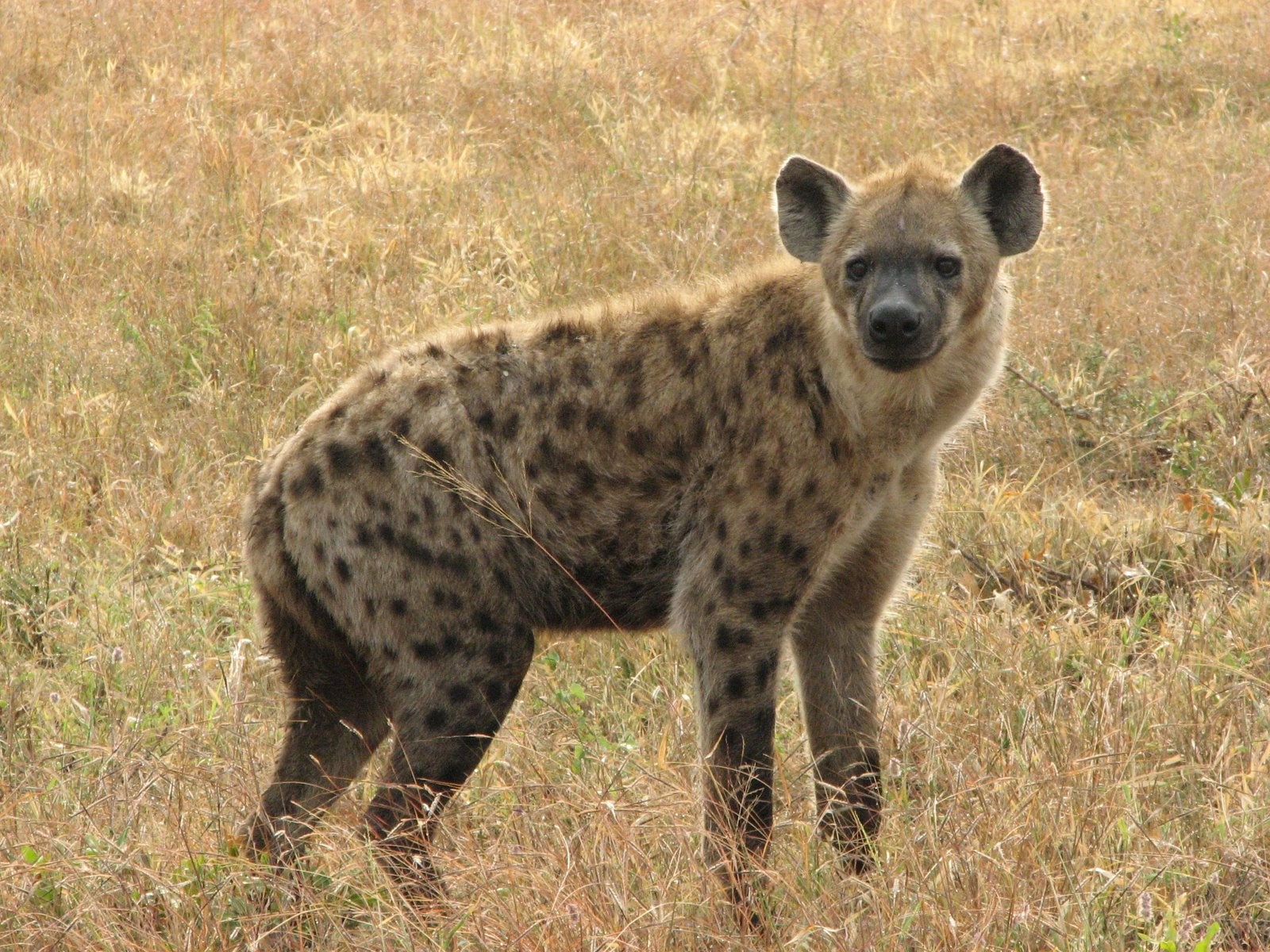Umkumbe Safari Lodge 12