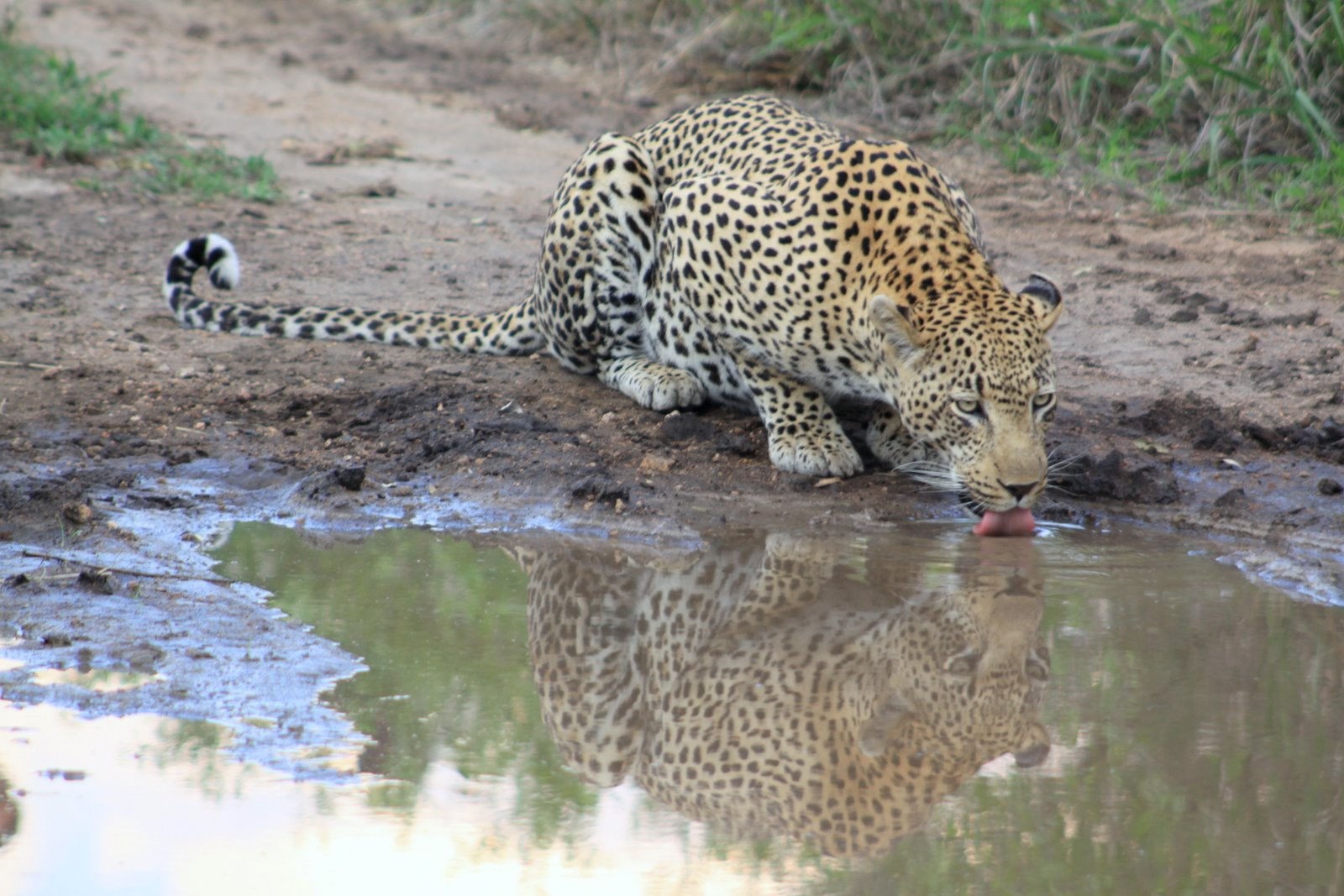 Umkumbe Safari Lodge 21