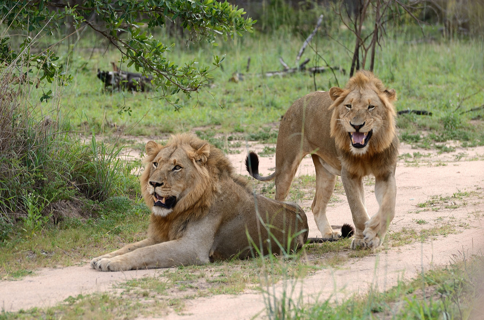 Umkumbe Safari Lodge 9