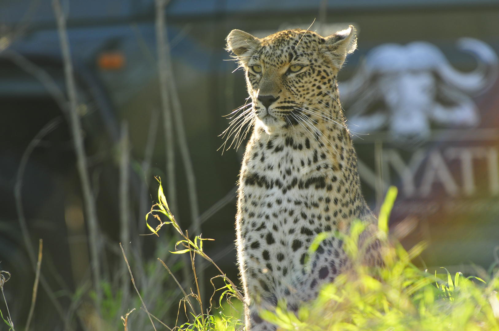 Inyati Game Lodge – Sabi Sand Game Reserve – Wildlife Experience During Covid-19