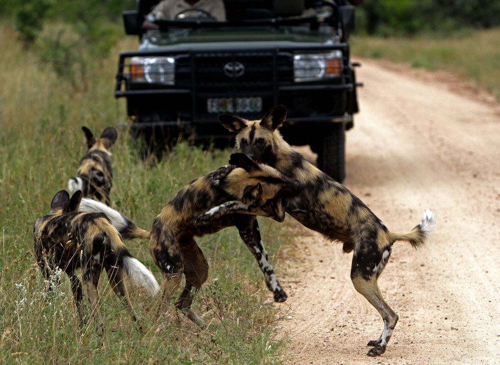 jock safari lodge kruger images 3