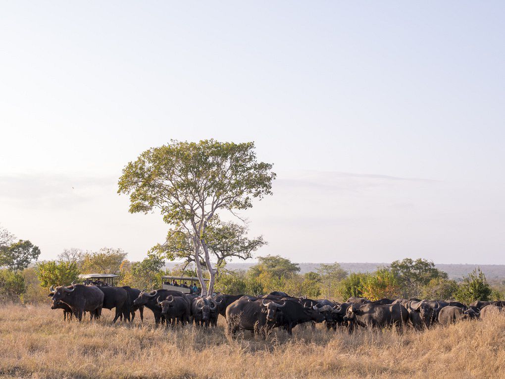 jock safari lodge kruger images 4