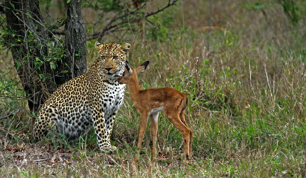 jock safari lodge kruger images 6