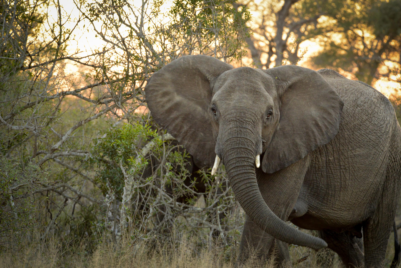 lion sands ivory lodge sabi sands lodges reservations 71