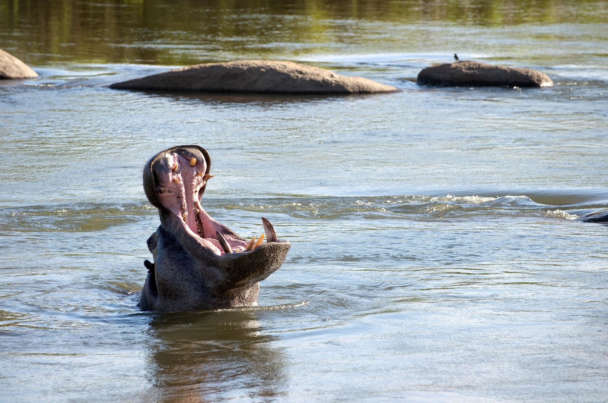 lion sands river lodge wildlife hippos 01