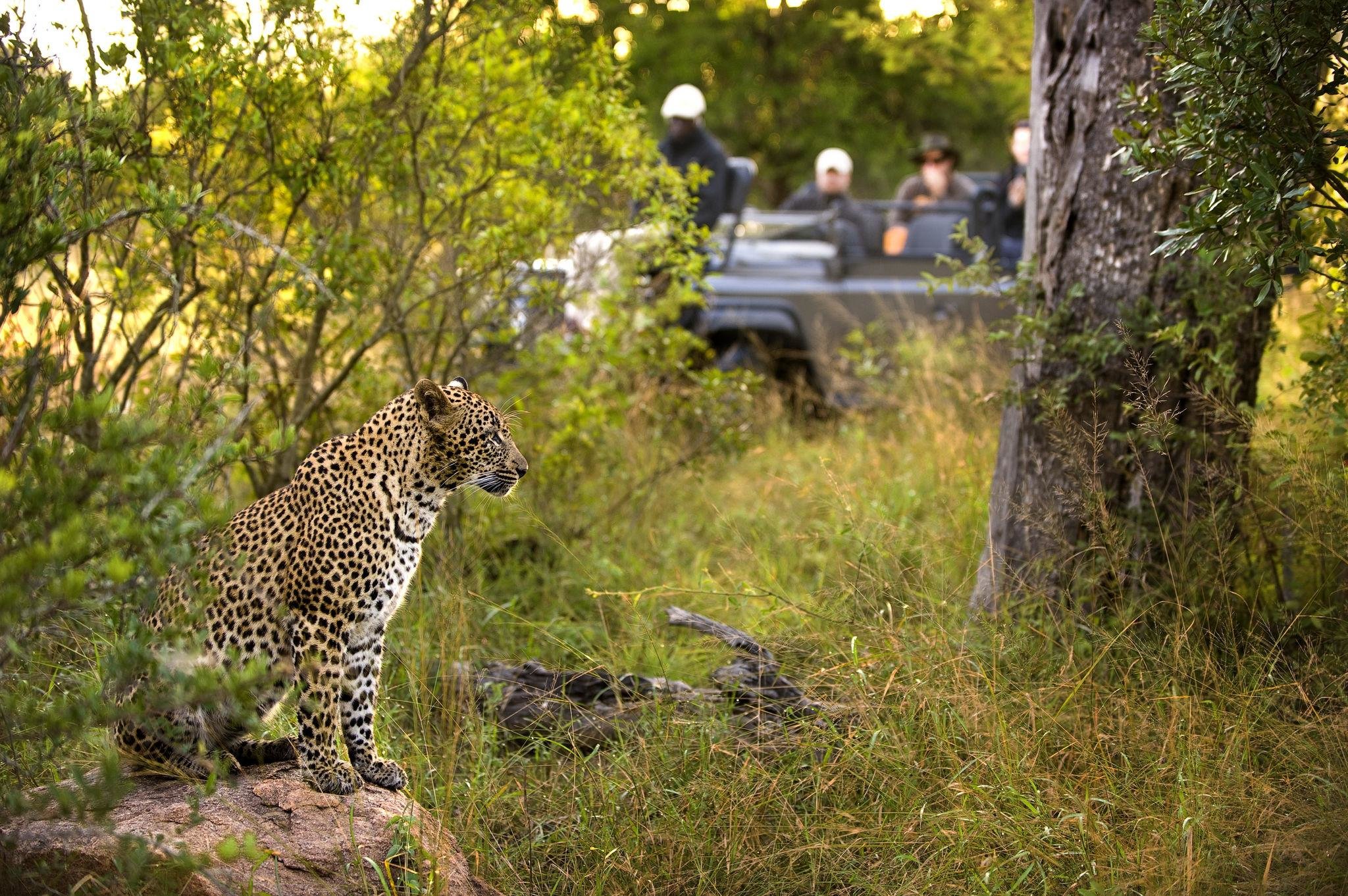 lion sands river lodge wildlife leopards 02