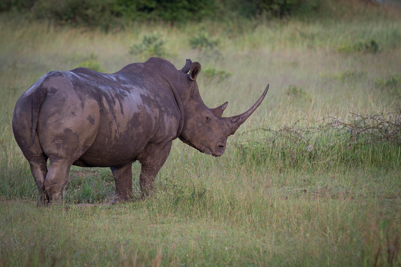 londolozi tree camp sabi sands lodges reservations 102