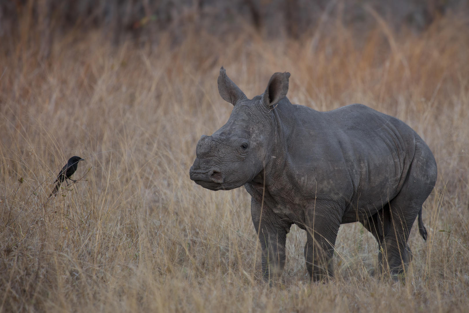 londolozi tree camp sabi sands lodges reservations 103