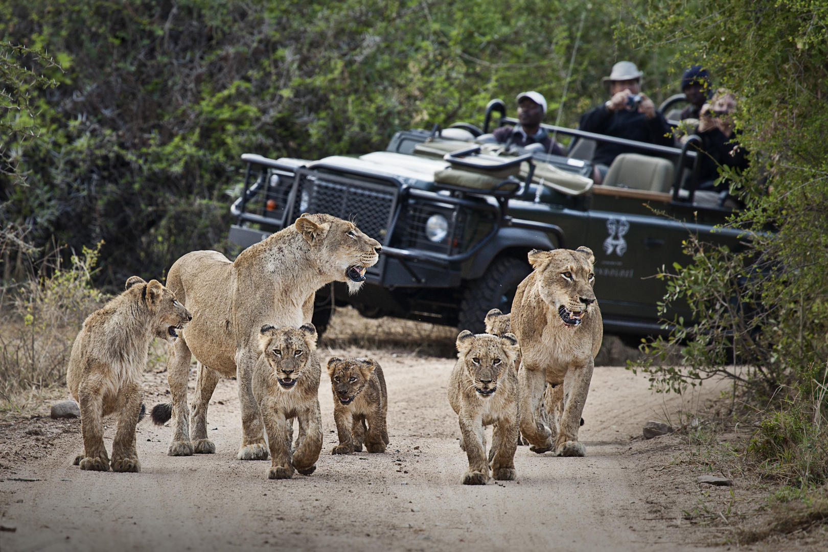 londolozi tree camp sabi sands lodges reservations 123