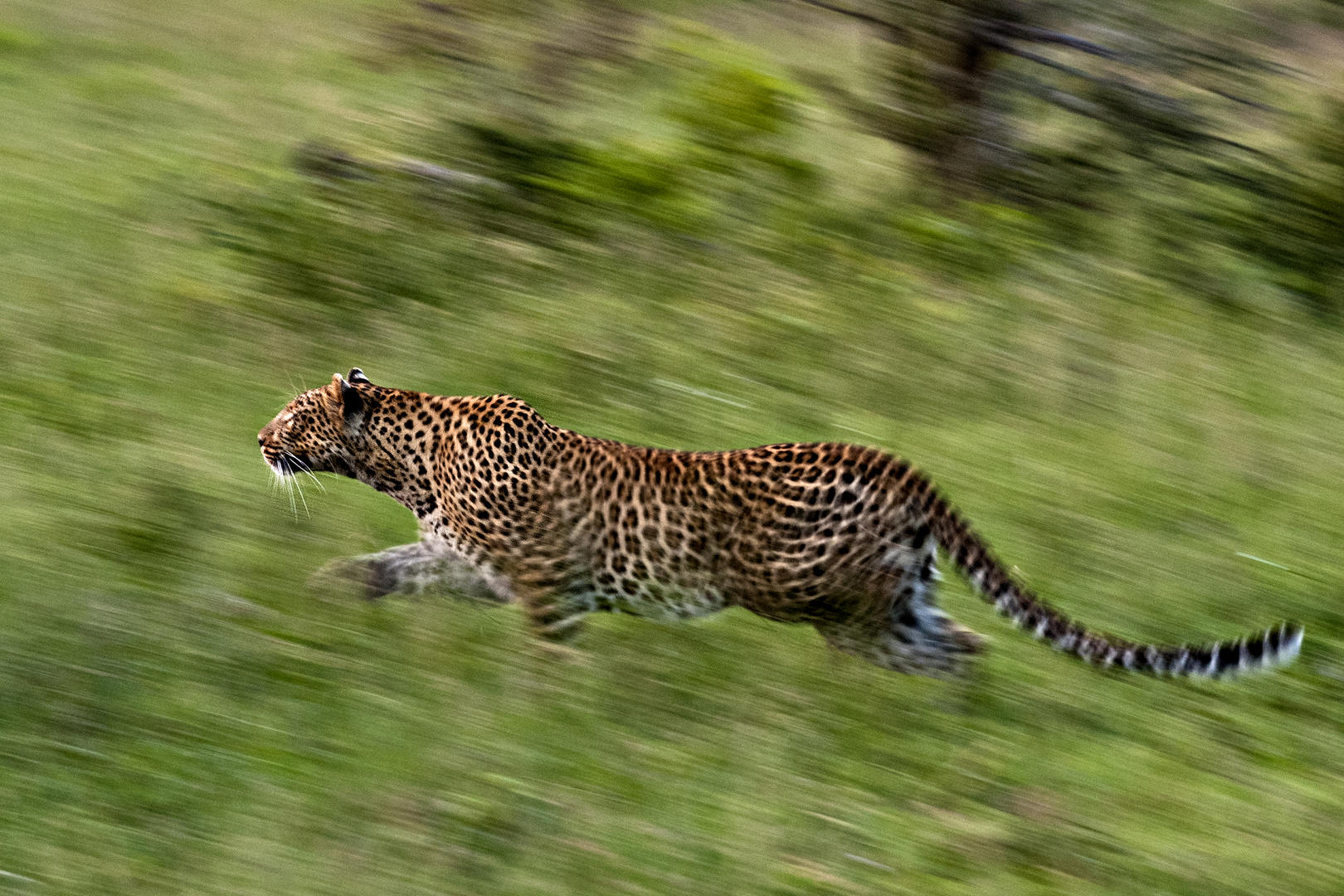 londolozi tree camp sabi sands lodges reservations 124