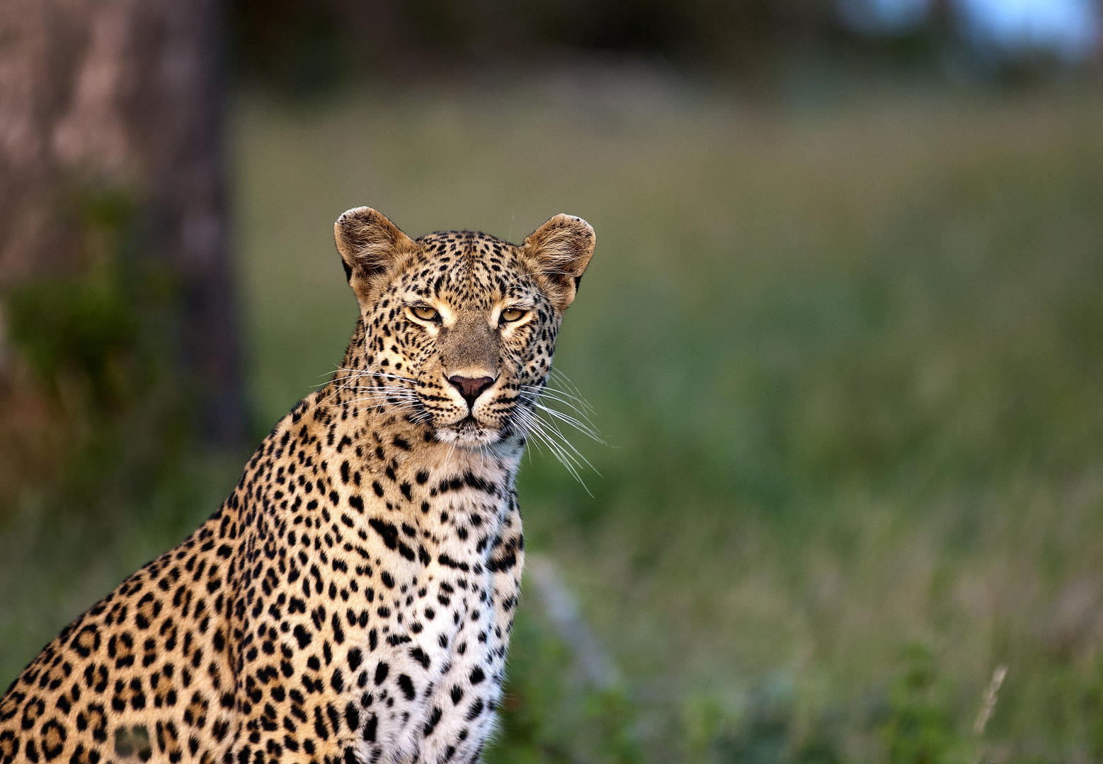 londolozi tree camp sabi sands lodges reservations 125