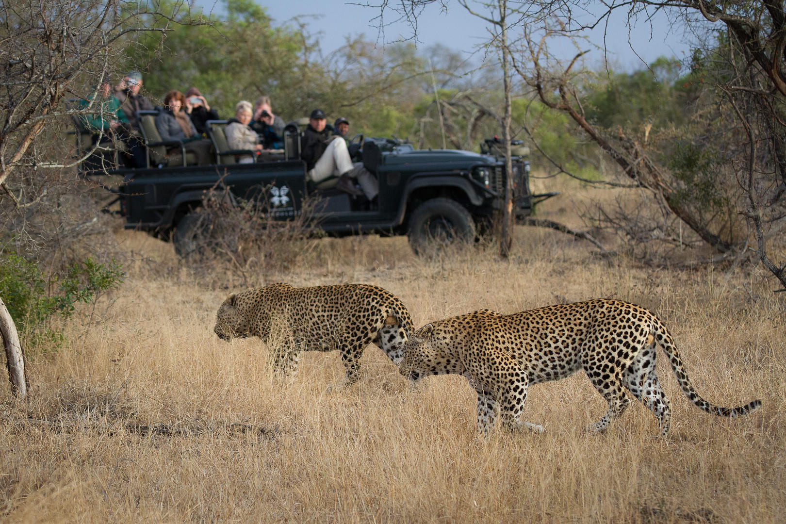 londolozi tree camp sabi sands lodges reservations 126