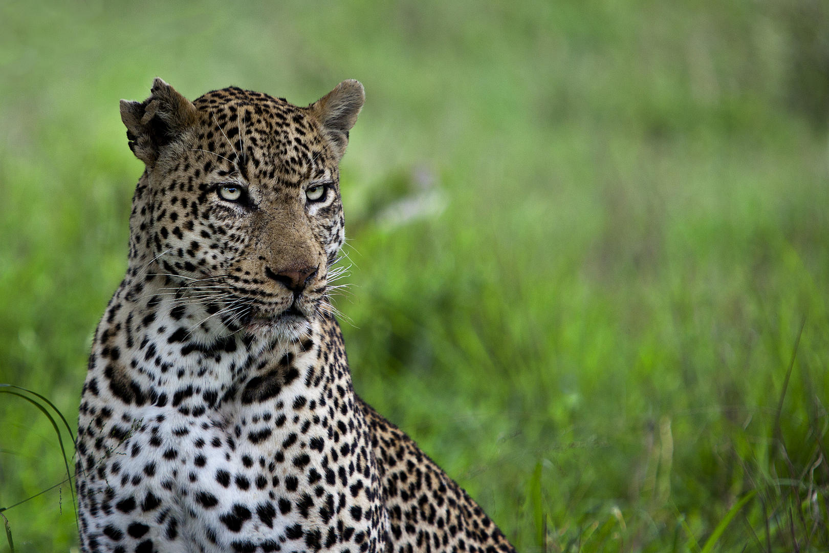 londolozi tree camp sabi sands lodges reservations 127