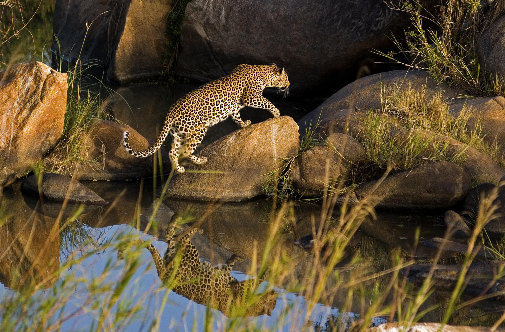 londolozi tree camp sabi sands lodges reservations 128