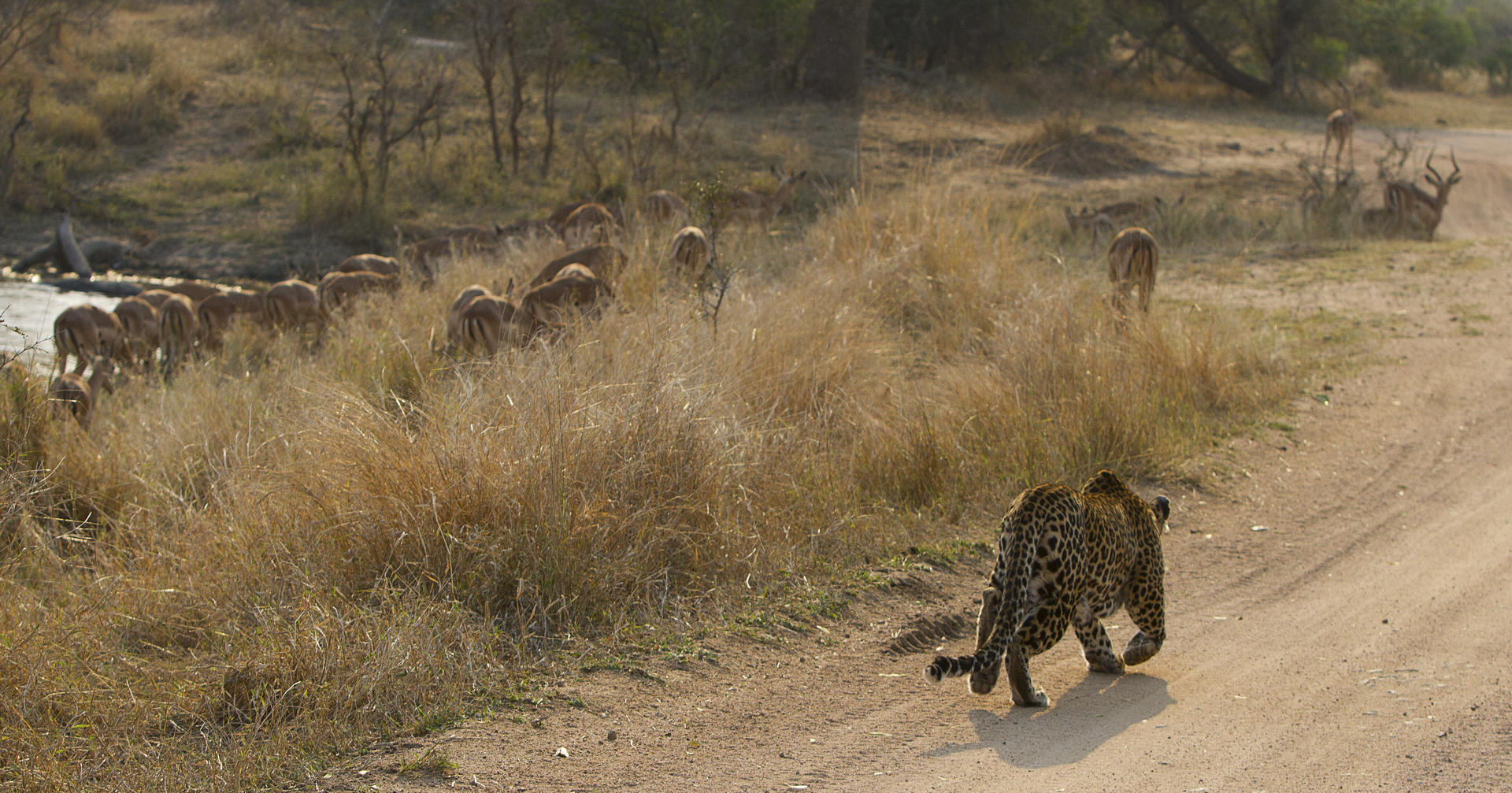 londolozi tree camp sabi sands lodges reservations 129