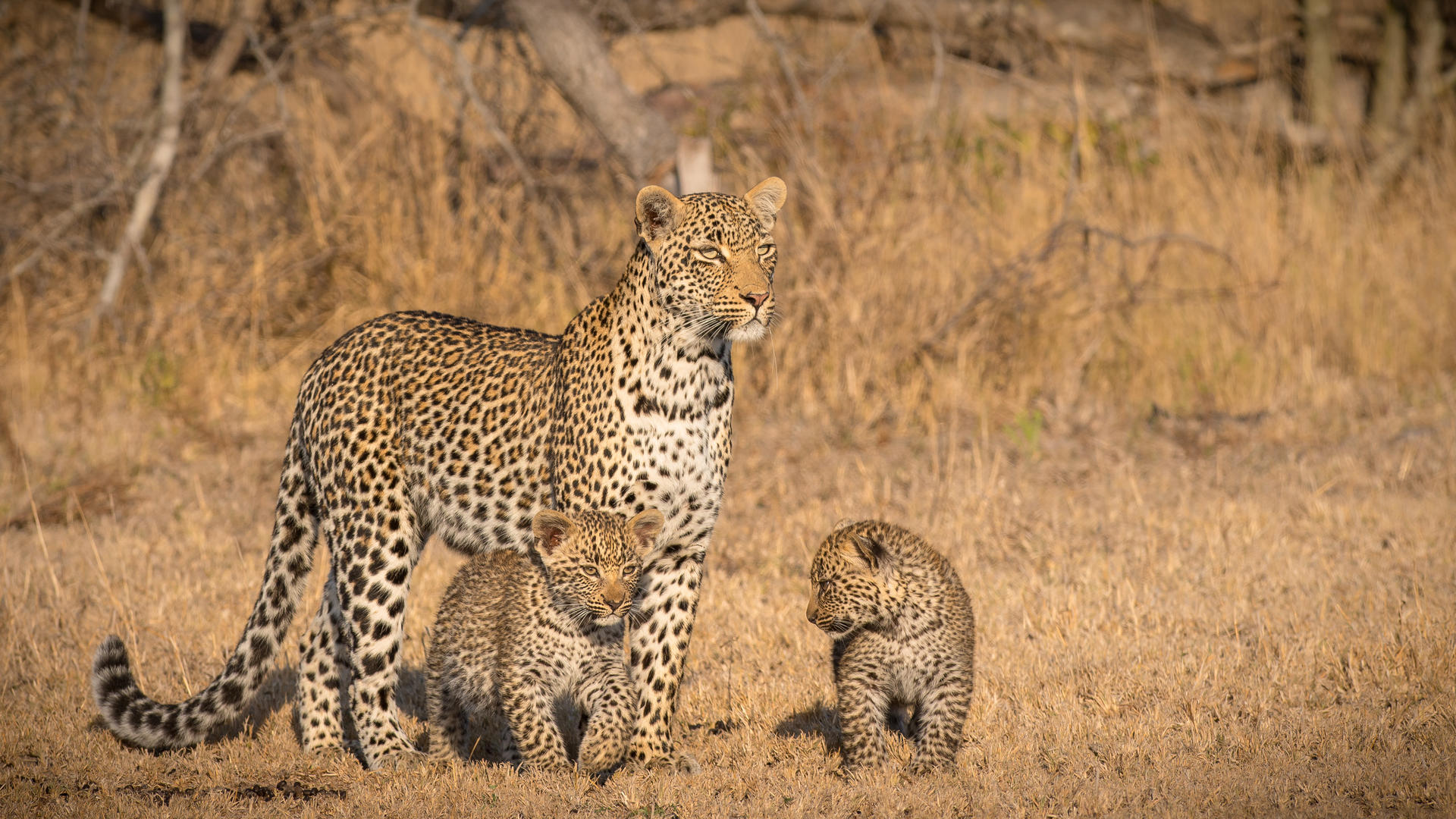 londolozi tree camp sabi sands lodges reservations 134