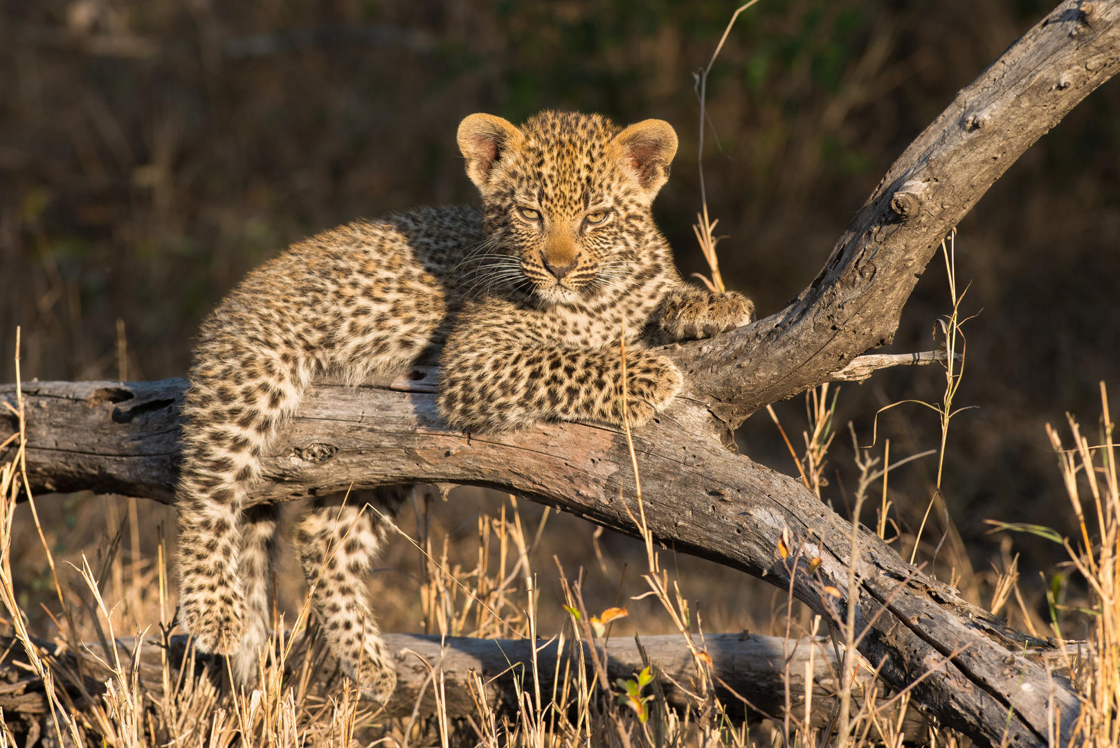 londolozi tree camp sabi sands lodges reservations 135