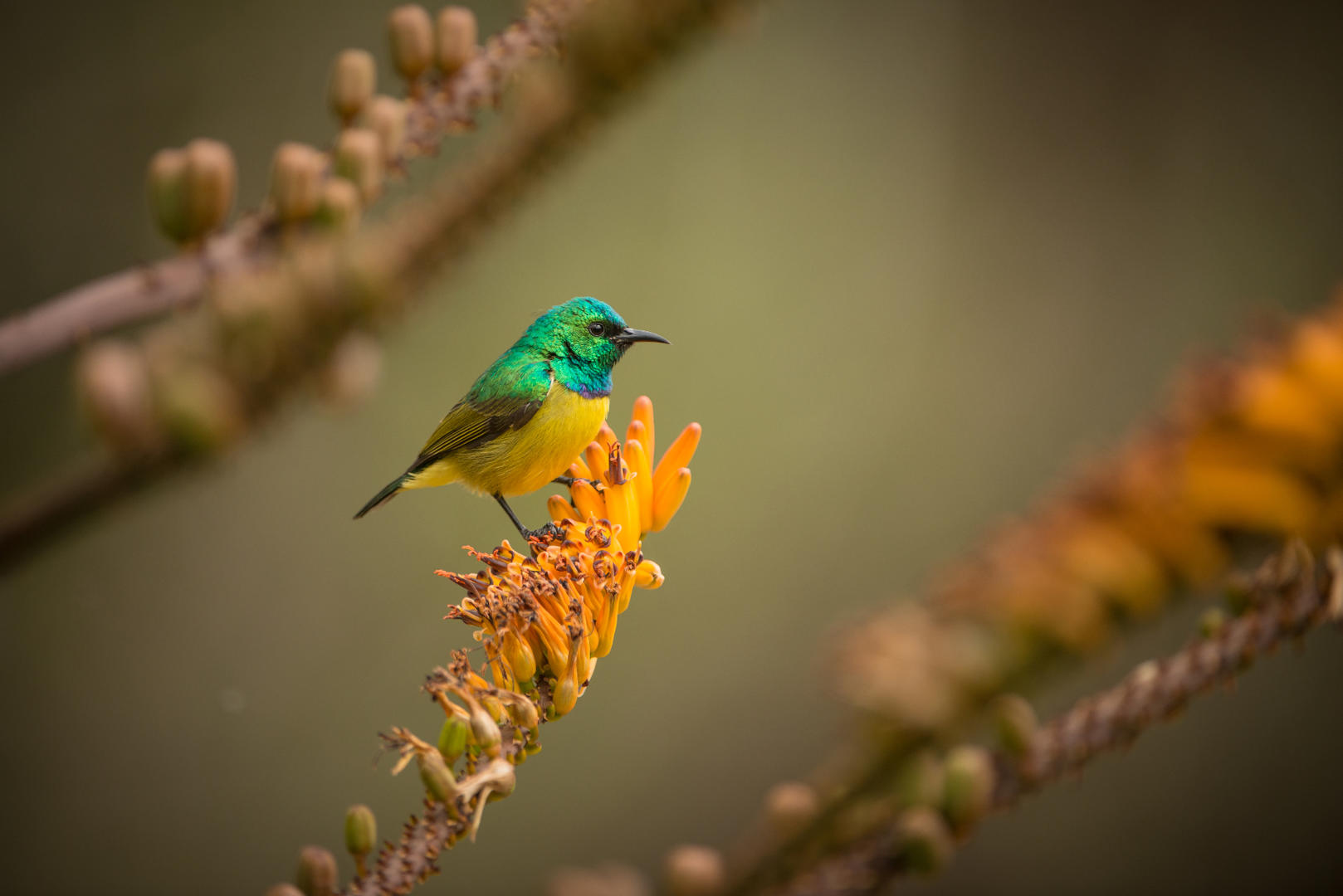 londolozi tree camp sabi sands lodges reservations 136