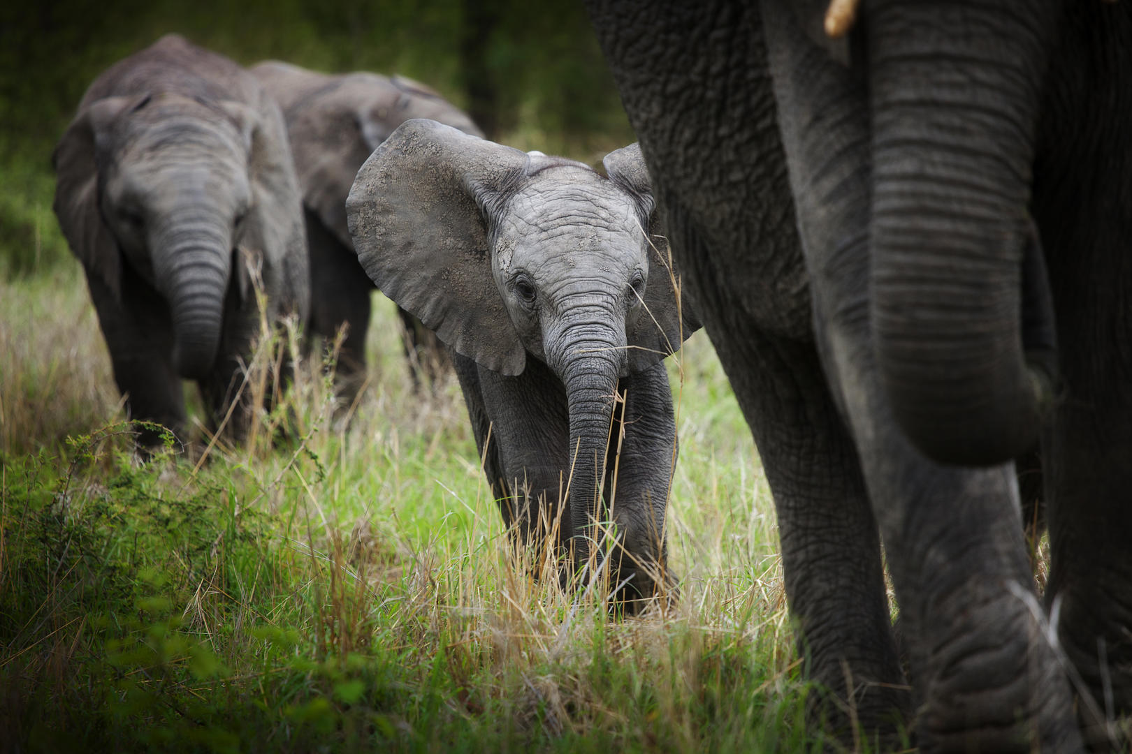 londolozi tree camp sabi sands lodges reservations 137