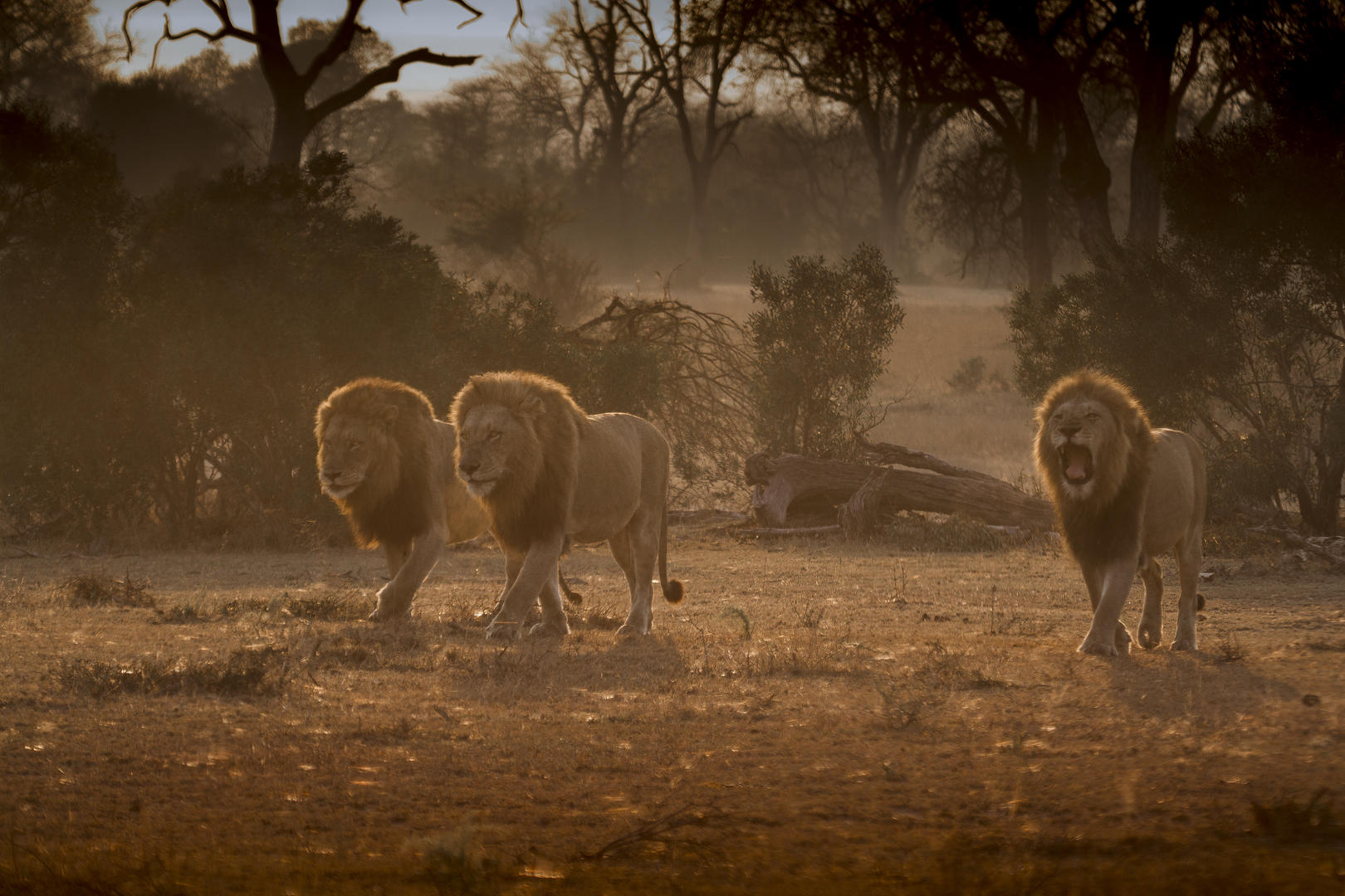 londolozi tree camp sabi sands lodges reservations 139