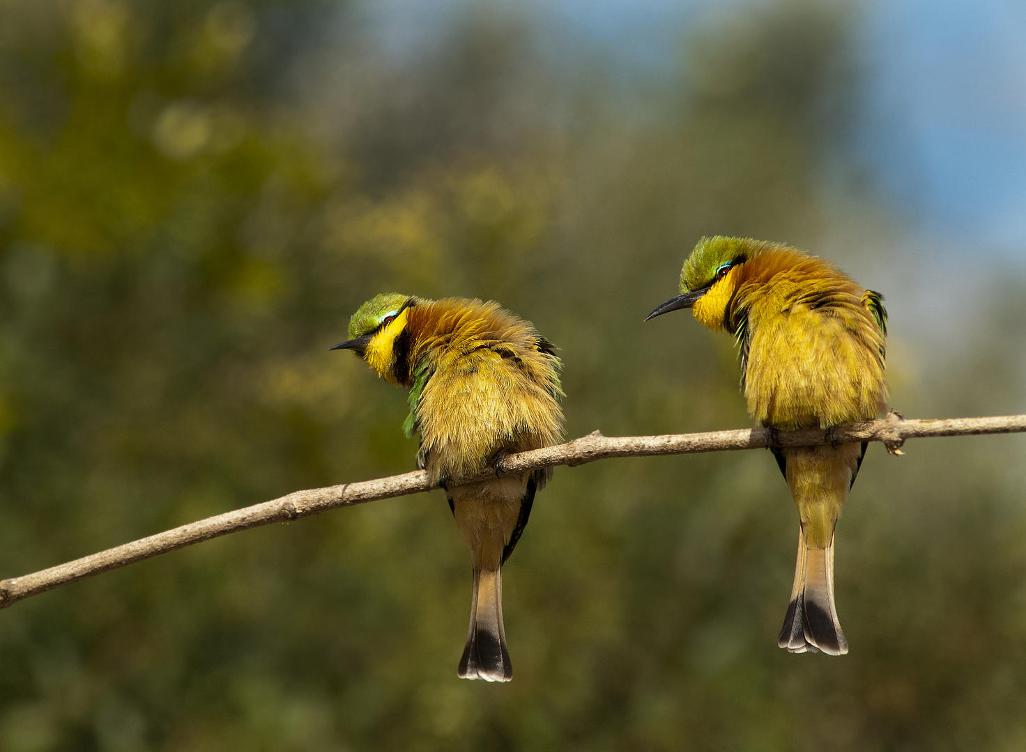 londolozi tree camp sabi sands lodges reservations 14